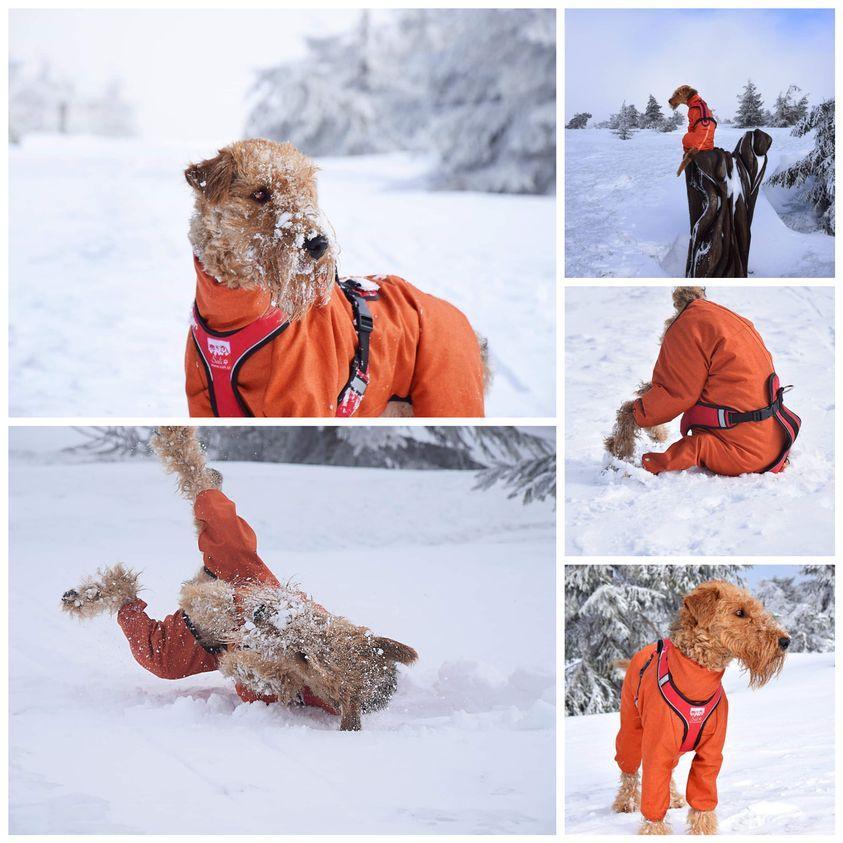 Pies w śniegu